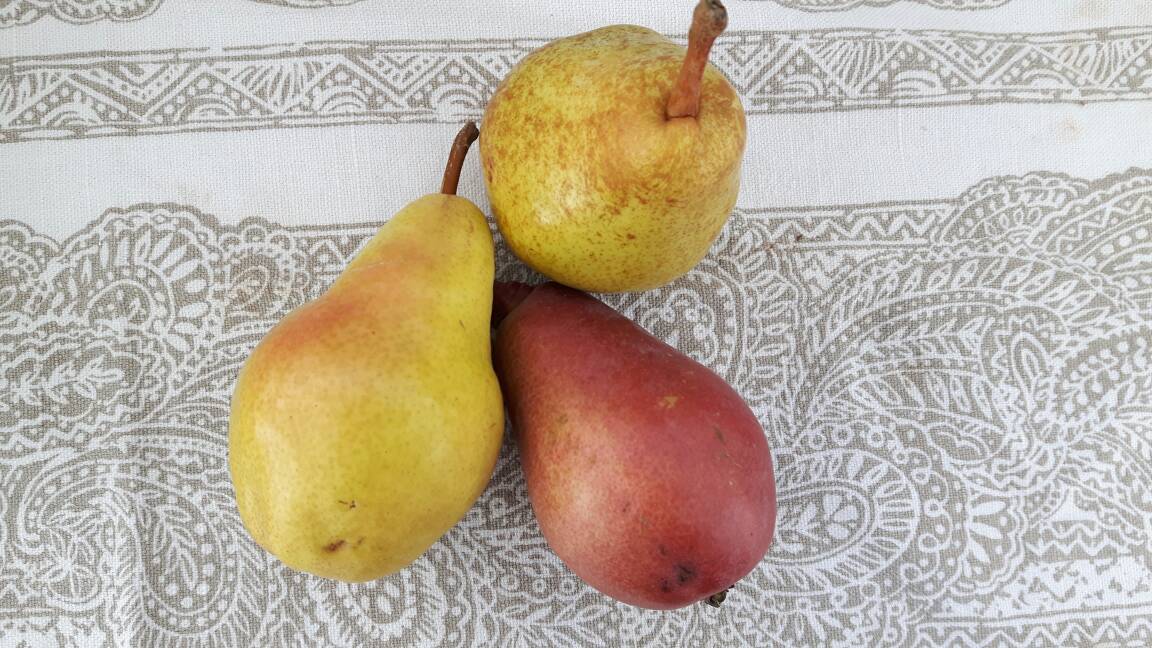 Come join us at the Calgary Arts Academy Harvest Festival today from 3-7pm. Music, dancing and fresh BC fruit!