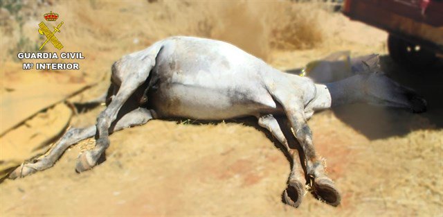 guardiacivil's tweet photo. SEPRONA #CiudadReal detiene a dos💀x abandonar sin alimento un caballo que acabó sacrificado
https://t.co/fsZE2gebBD https://t.co/561RVzOVjC