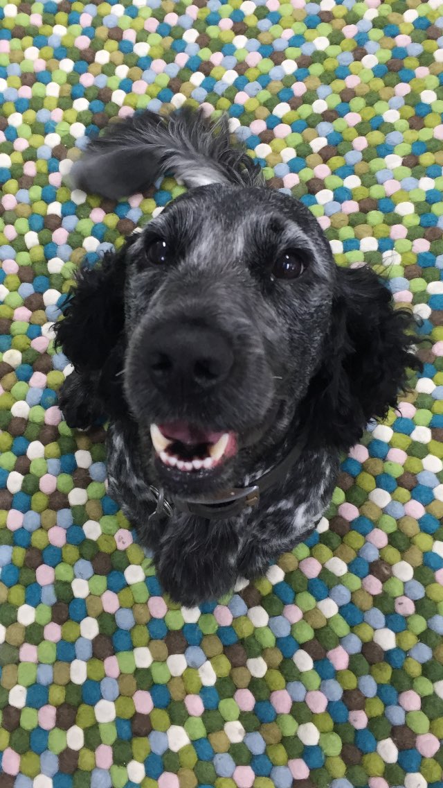 salixsays's tweet photo. @prweekuknews Meet our newshounds Bailey and Alfie 🐶🐶 #PROfficePets #PRweek https://t.co/guExoZMDjn