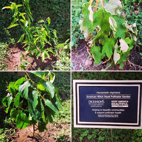 KeepARBeautiful's tweet photo. We celebrated #NationalPlantingDay last weekend by planting a pollinator garden! #KAB2016 https://t.co/4BVRNFZRLG https://t.co/ANdJEQxK2w