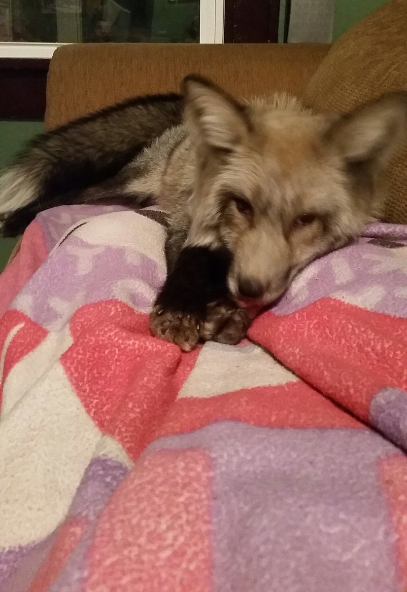 KristinaMLawyer's tweet photo. #lapfox #MajorZero #petfox https://t.co/IAlk7KAvRN