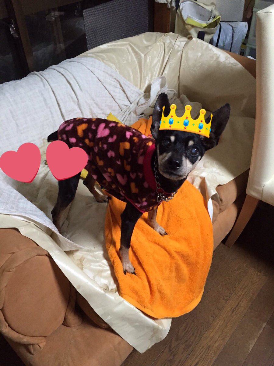 REIGA_VMIN's tweet photo. 愛犬トムくん亡くなりました。
15年間お疲れさま。よくがんばったよ。おれが生まれた時からずっと一緒でよく喧嘩してたみたい笑
いつも元気だったし
いい思い出ばっかだよ。
天国でも元気でね。大好きだよ♡
ほんとに、ありがと。😭😭😭 https://t.co/vfID9XvAvt