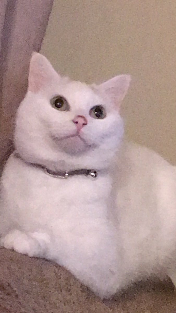 catsof_1837's tweet photo. Did someone say FRIDAY??? https://t.co/BpRjqzb4E6