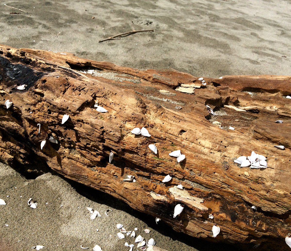 vantp's tweet photo. We are like seashells upon the beach---beautiful and unique. Each with a story of its own to tell. ❤️🐚🌊 #beach #sand https://t.co/Zl3EyUh3AY