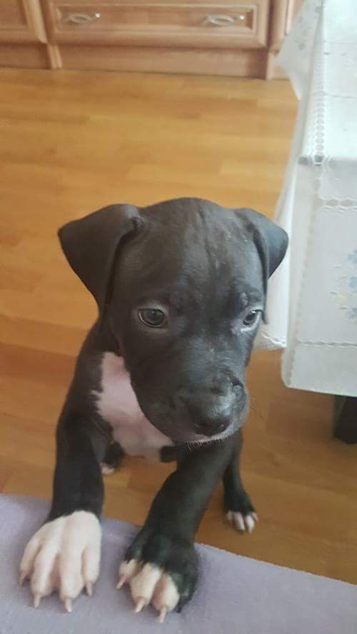 Beerpire's tweet photo. MY LOVE!!!!!!!!!!!!!!!! He is Demon! https://t.co/hbyBHWABPo