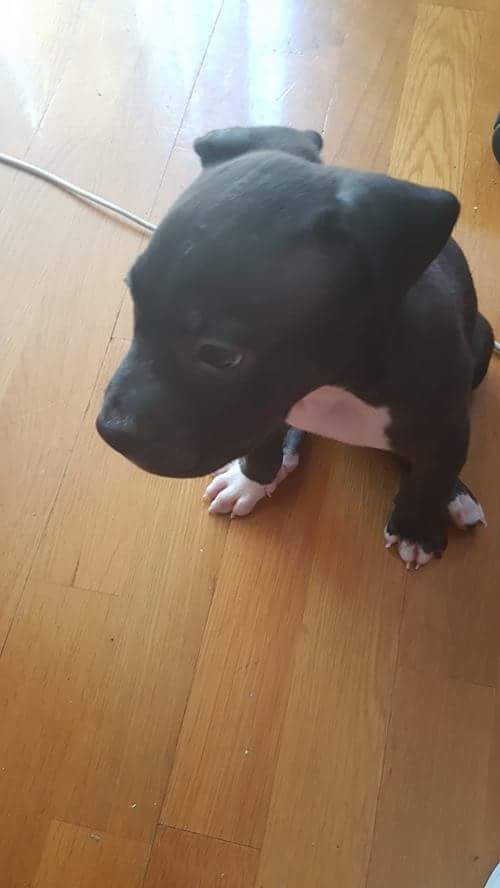 Beerpire's tweet photo. MY LOVE!!!!!!!!!!!!!!!! He is Demon! https://t.co/hbyBHWABPo