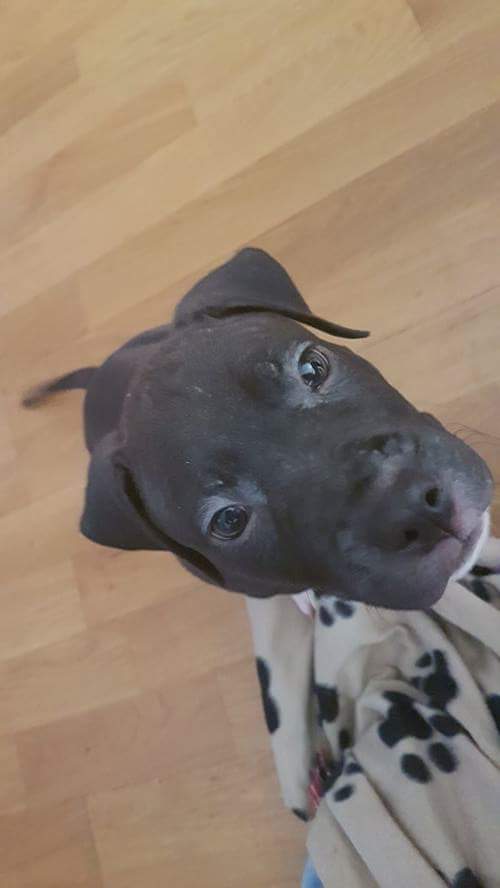 Beerpire's tweet photo. MY LOVE!!!!!!!!!!!!!!!! He is Demon! https://t.co/hbyBHWABPo