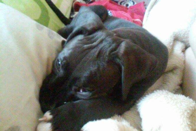 Beerpire's tweet photo. MY LOVE!!!!!!!!!!!!!!!! He is Demon! https://t.co/hbyBHWABPo
