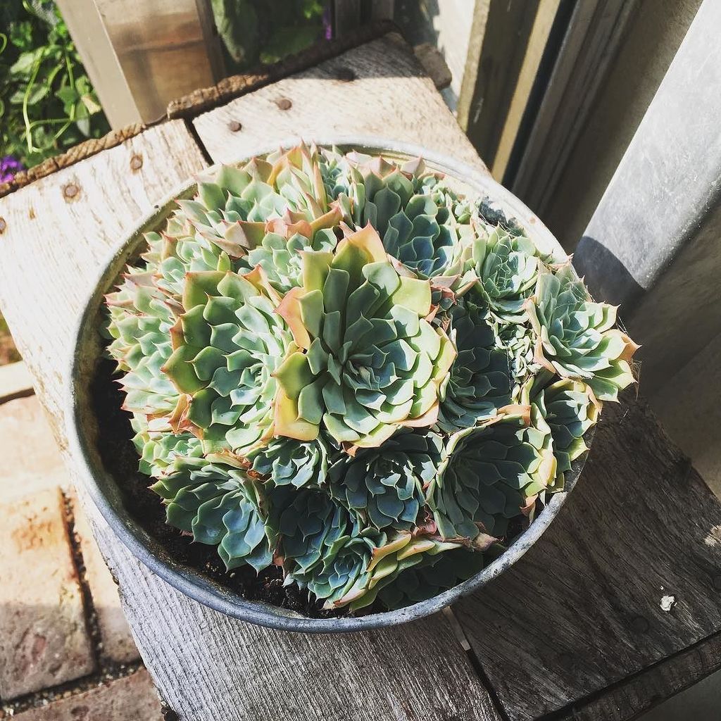 VashtiBallard's tweet image. Succulents basking in the sun, where has it gone today?! #succulent #sun #echiveria ift.tt/2d5ttrf