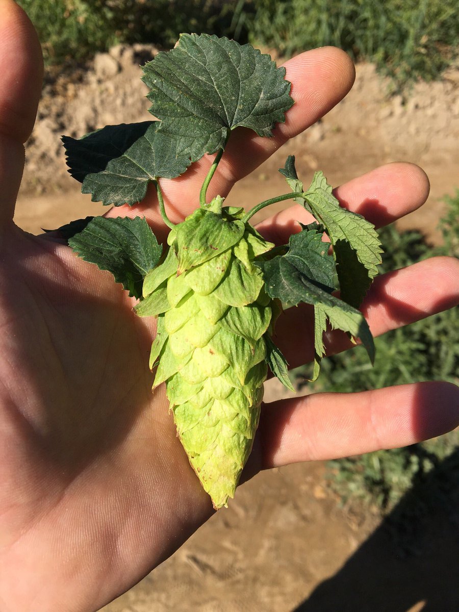 Greg is in Yakima w/ @SimplyHops on a team of brewers checking out the hop crop. Look at this hop monster he found!
