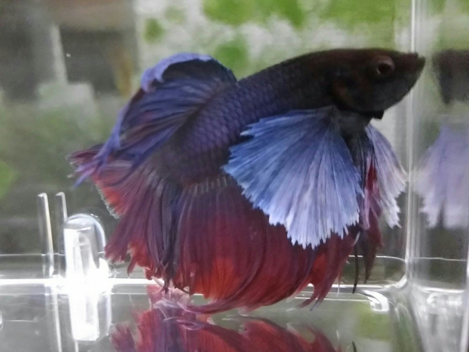 ヒラ ベタが薬浴から帰ってきました ヒレ再生するといいなぁ T Co Hzuubzxurn Twitter