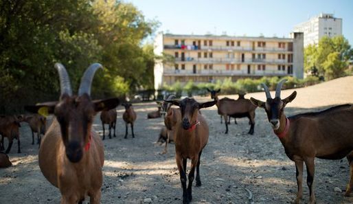 A #Marseille, l'#agricultureurbaine prend ses quartiers Nord lexpress.fr/actualites/1/s…