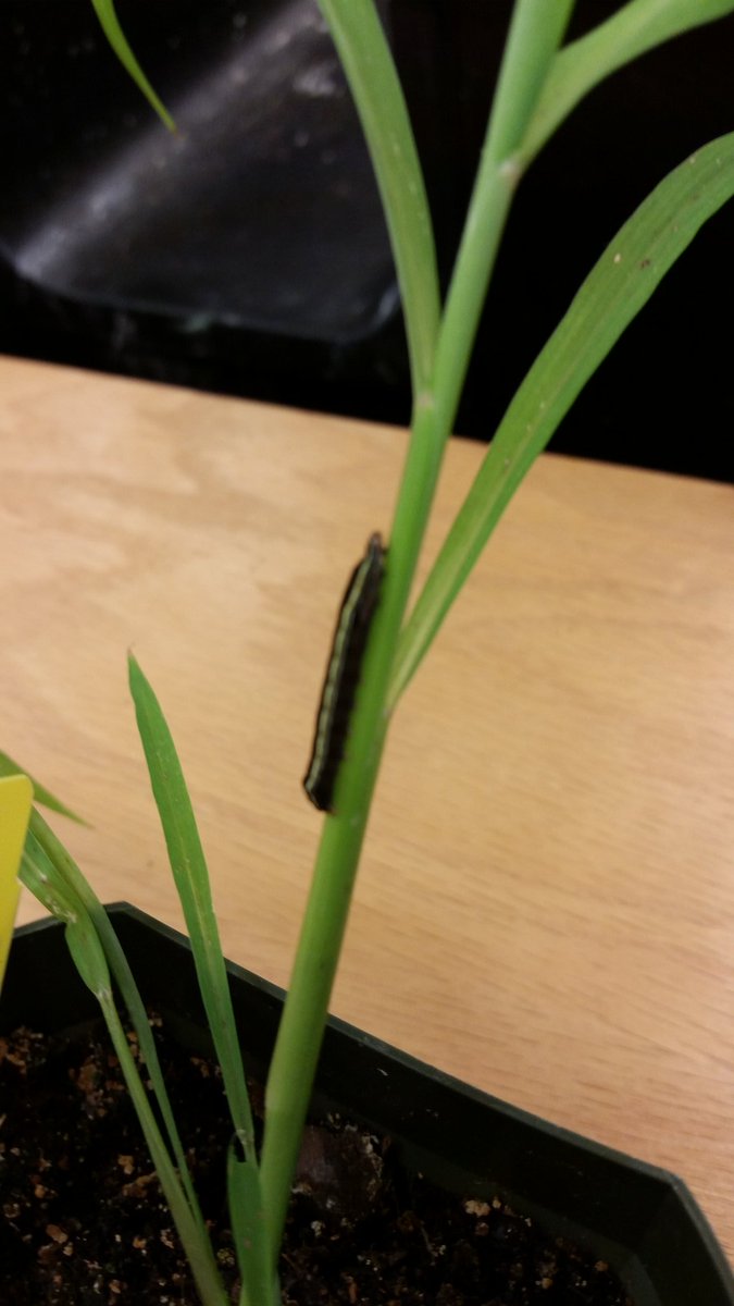 JessLRowe's tweet photo. Caterpillar eating our mutant millets! https://t.co/HESOeH894A