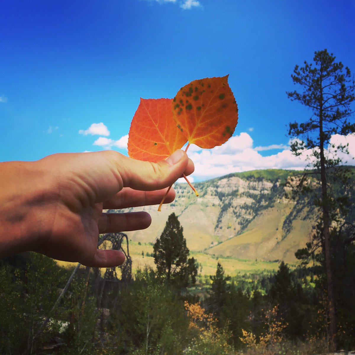 andersonsfish's tweet image. Color is everything