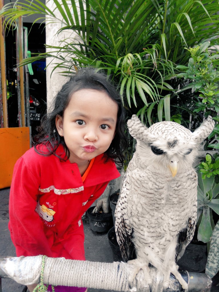 roy_irawan2202's tweet image. Kirana &amp;amp; burung hantu..... :-)