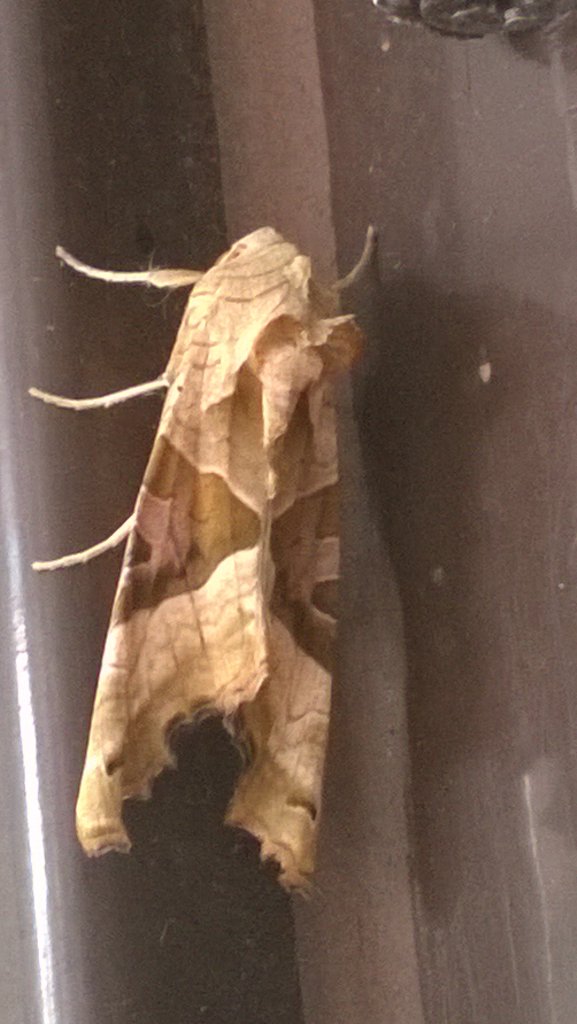 Mightychub's tweet photo. #Angelshades #mothwatching #officelist @derbyswildlife #Darleydale @DDbirder https://t.co/GV7pyJ1u1h