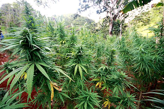 folha's tweet image. Homem descobre plantação de maconha escondida enquanto jogava 'Pokémon Go' uol.com/bmjStK