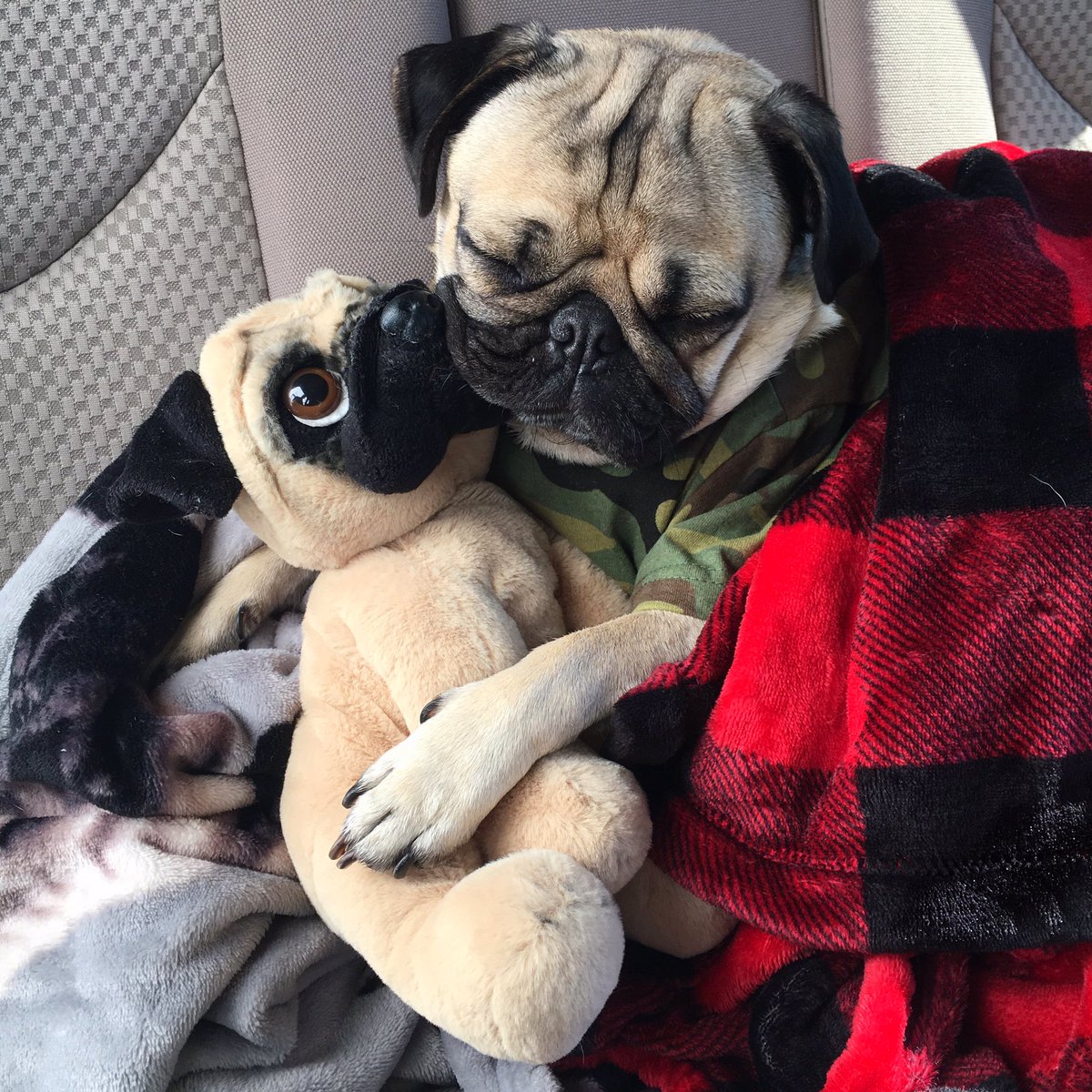 Doug The Pug So Baby Hold Me Closer In The Backseat Of My Used Car I M Too Broke For A Rover