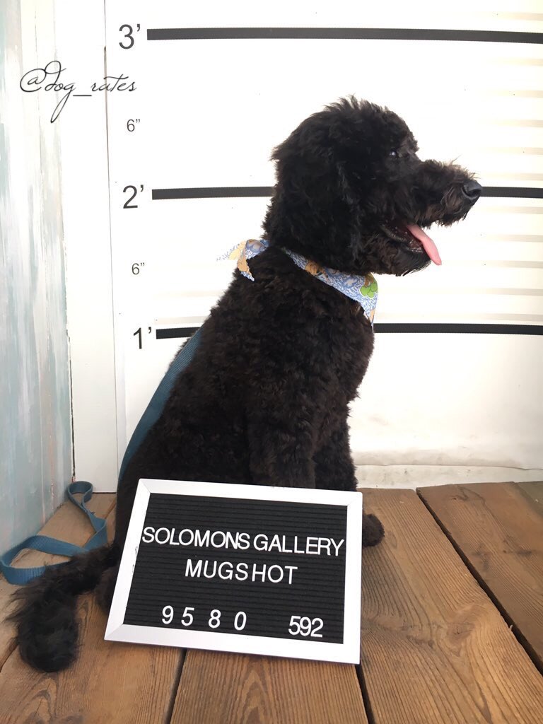 dog_rates tweet picture
