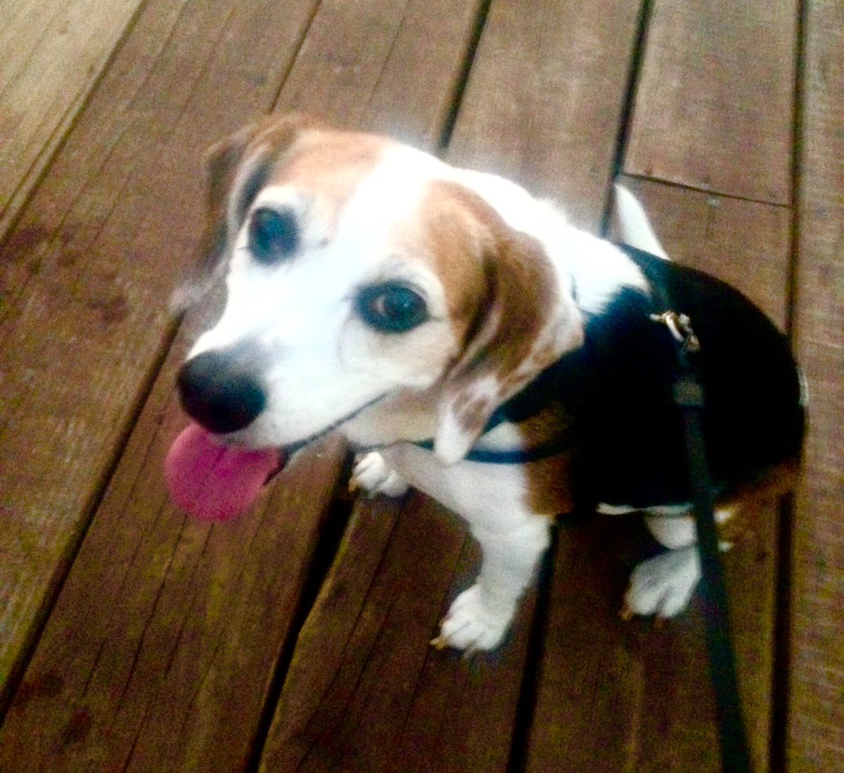 Straight up chillaxin <a href="/theraventower/">Raven Tower</a> last night! #puppyapproved #beagleface #heightslife