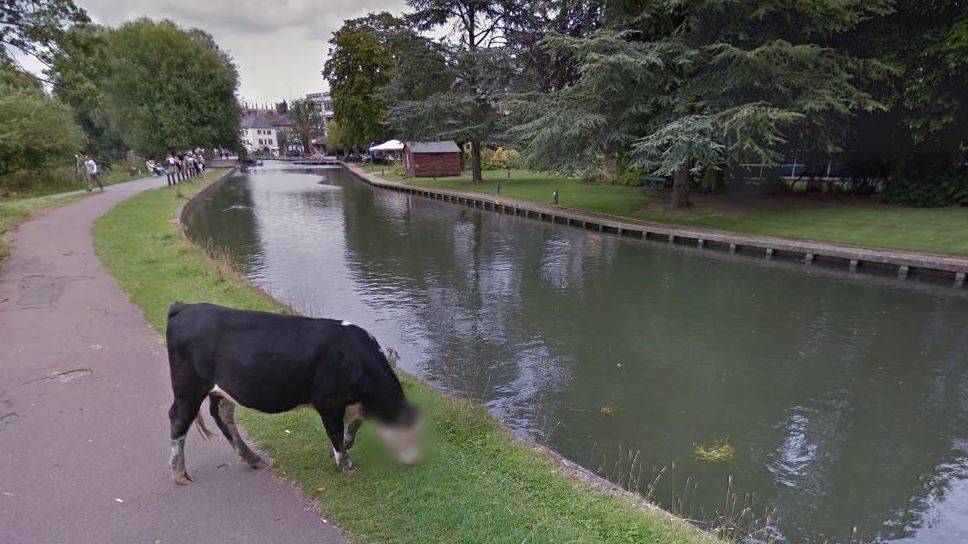 TheYieldLab's tweet photo. We found this udderly entertaining #cowprivacy https://t.co/N9GvB6hvcK https://t.co/kHV3NNQO9N