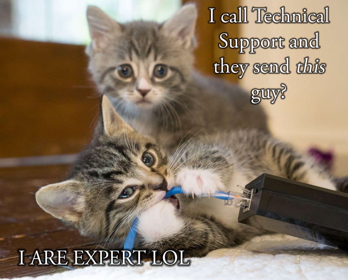 Kitten Academy tweet media