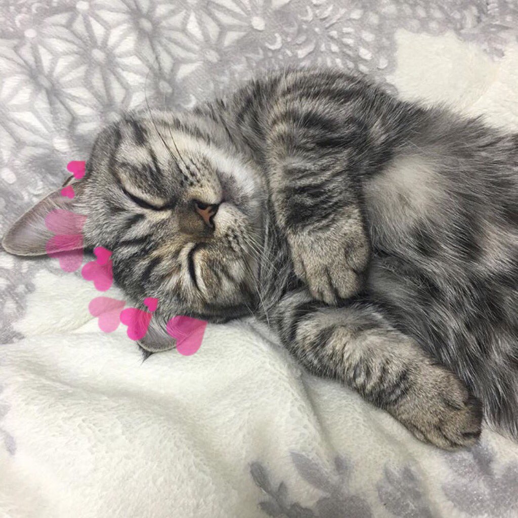 catswithearts's tweet photo. https://t.co/QmAoeQ9IOm