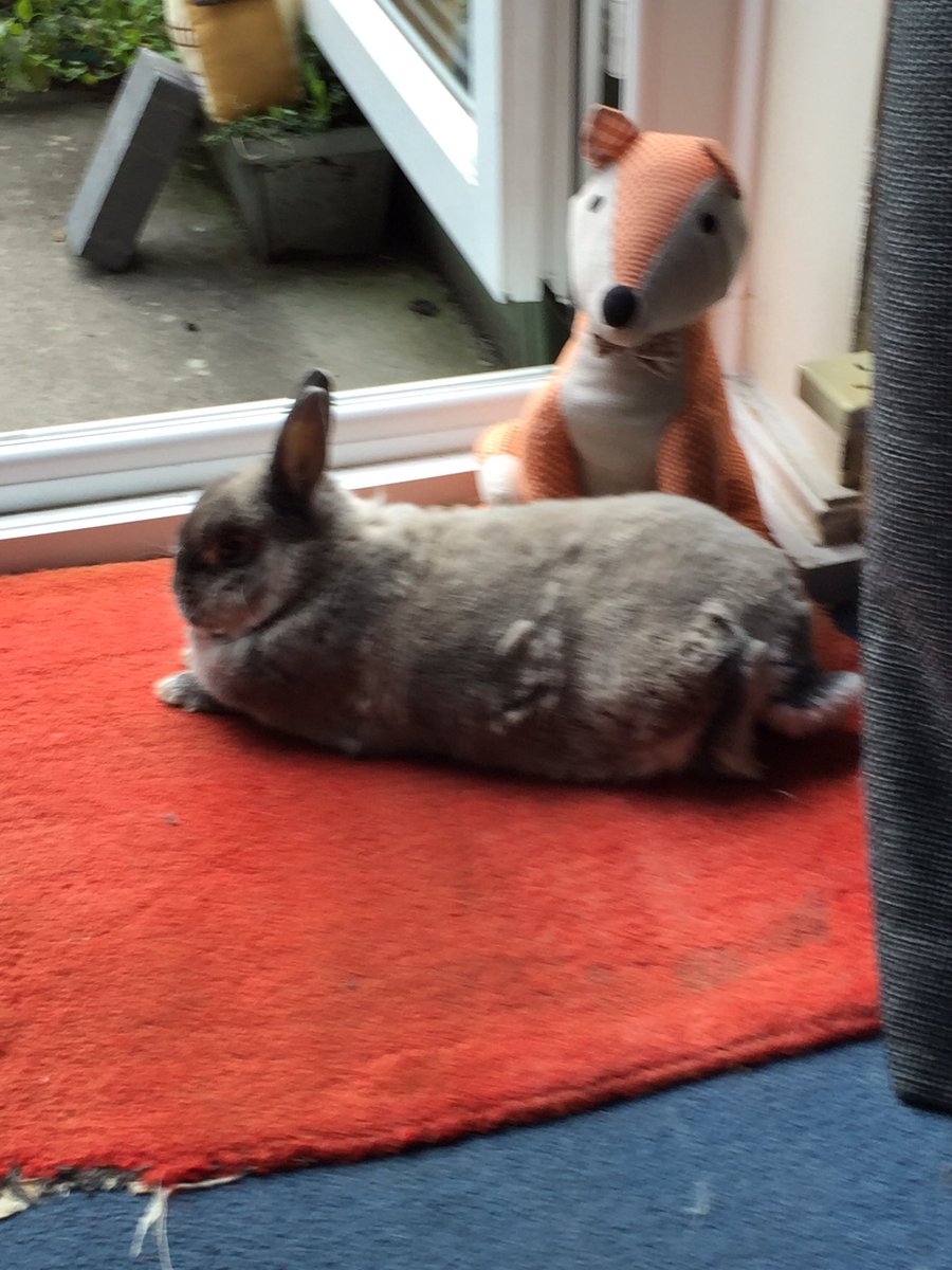 FredNGingaBuns's tweet photo. I'm having the #Furminator treatment laters as I'm shedding me Summer #BugFur 😏🐰👎 https://t.co/oBqKnCtF53