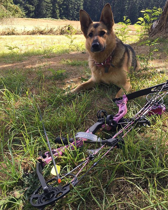 DiamondArchery's tweet photo. Repost: Puppies and archery are all I need in life to make me happy ☺️🏹 #infiniteedge 📷: shayndelburnett https://t.co/uXdfzAczoA