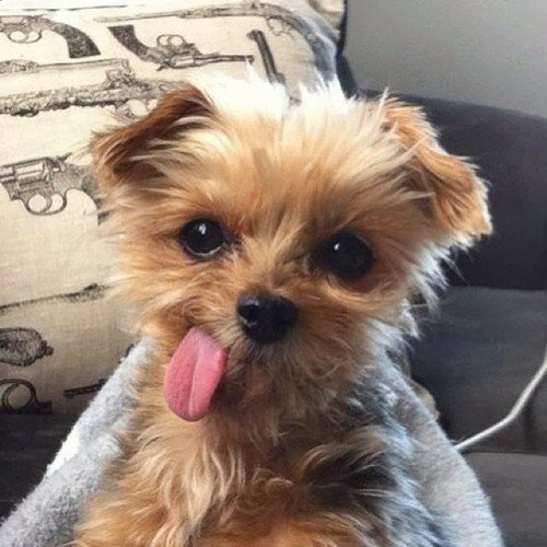nikitaluke's tweet photo. if you're having a bad day 👏😍💕 https://t.co/ENSloaVmw8