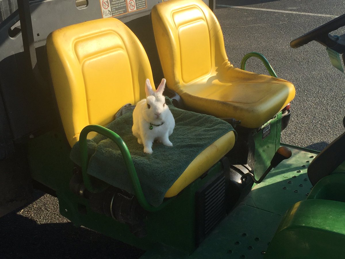 bamagolf's tweet photo. Ever seen a 🐰 act like a 🐶? They have one here @burningtreeclub. #impressed #circusact @GolfAssnProblem #agagolf https://t.co/fH3d7DDelL