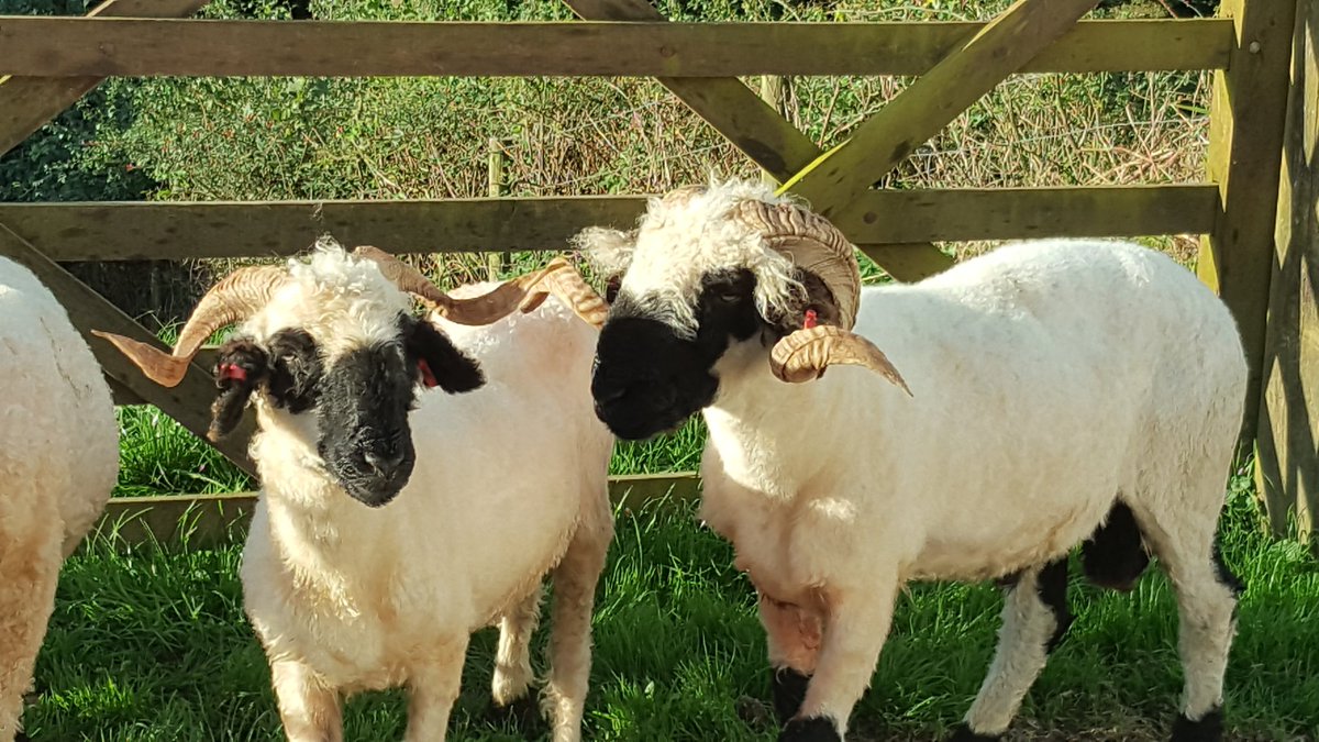 MoorViewAlpacas's tweet photo. My gorgeous ones love them so much :) #farming #womeninfarming #cornwall #vbns https://t.co/VTaGl9iqPp