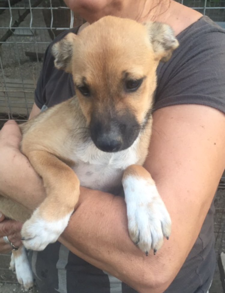 Aber heute stelle ich euch noch Asha vor.Sie ist traurig, weil sie und ihre Geschwister noch nicht adoptiert wurden.