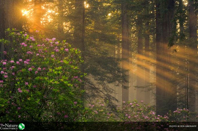 Nature_Climate's tweet image. A bipartisan win for nature solutions and protecting
America’s waters and people #WRDA2016 #naturesolutions