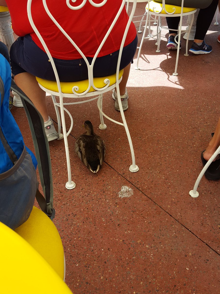 pwiiiincess's tweet photo. @WDWToday theres a hurt duck at plaza ice cream parlor on main street.. :( https://t.co/3uRCJwRtuA