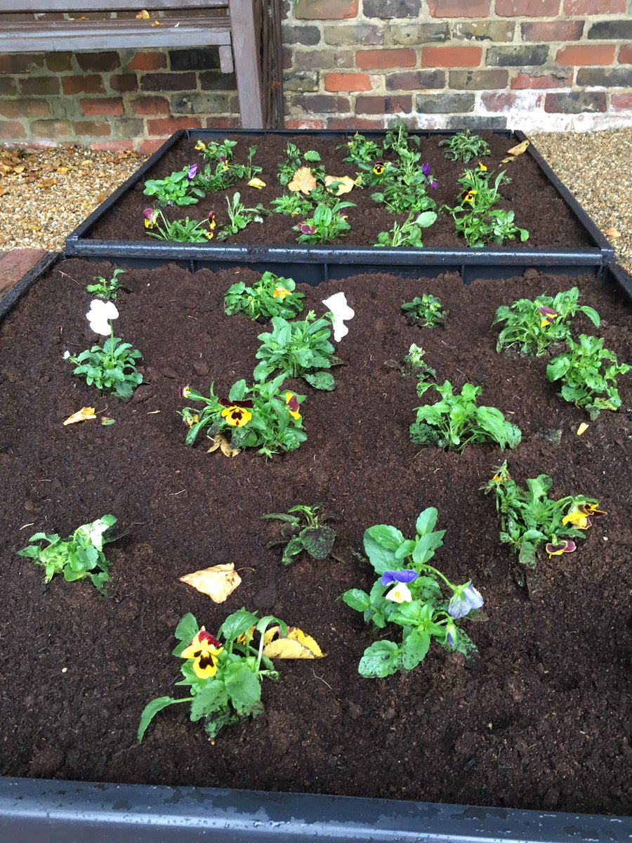 We worked together through the pouring rain to get all the raised beds in.They are now filled with block of colour 🌺