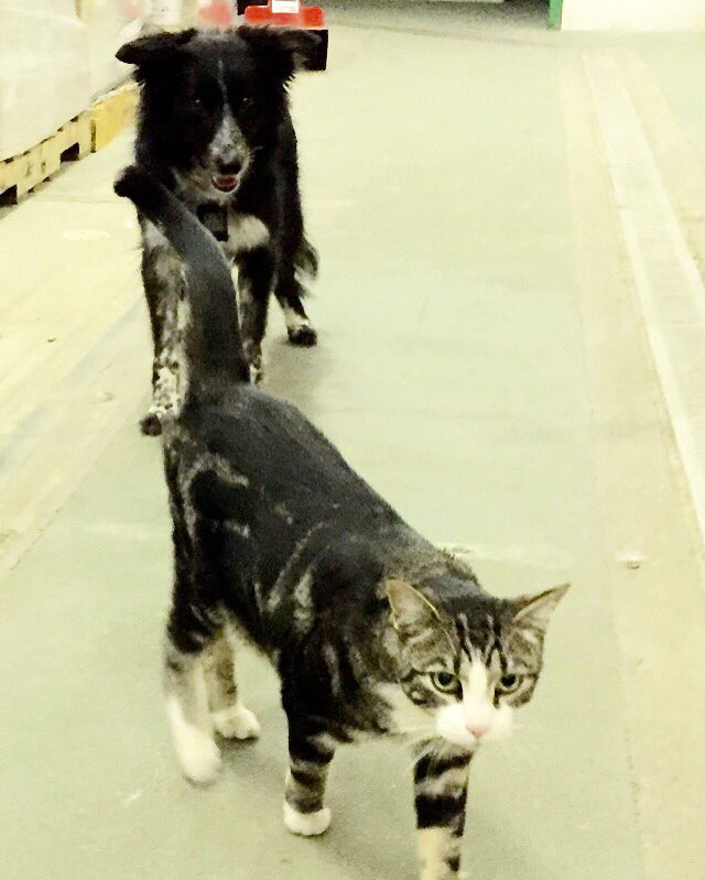MarkWorks247's tweet photo. Last week our #DonationCentre cat hid 247...our #Options group came with Ruby(Work Dog) -the result!@calgarydropin https://t.co/ouB64C9cO9
