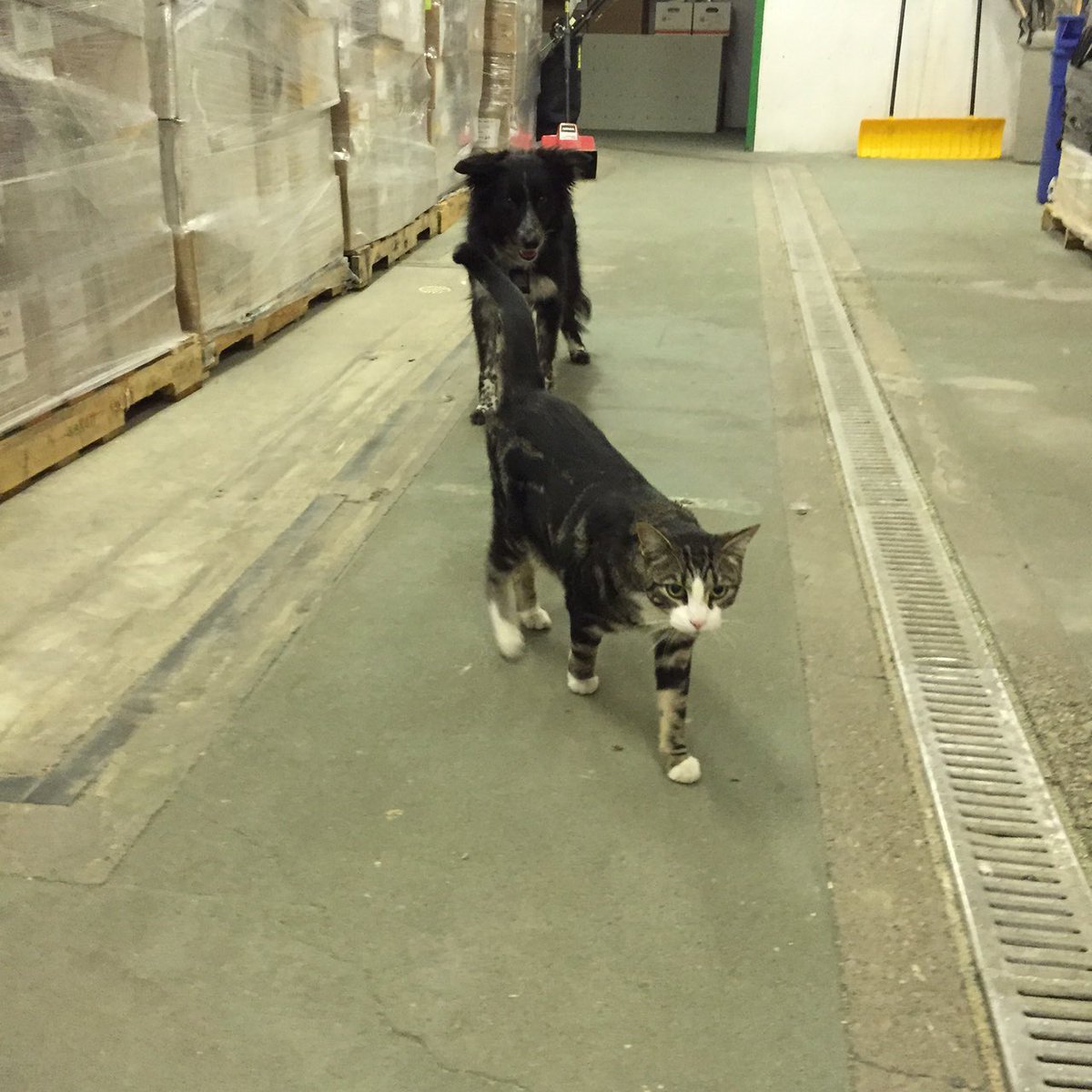 MarkWorks247's tweet photo. Last week our #DonationCentre cat hid 247...our #Options group came with Ruby(Work Dog) -the result!@calgarydropin https://t.co/ouB64C9cO9