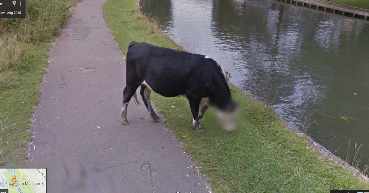 tpsoe's tweet photo. #Google had a #glorious explanation for this #cow's #blurredface in Street View https://t.co/xMYznWLFUk https://t.co/xFPri4YUz3
