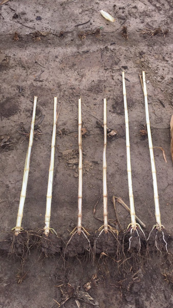 KaylissaHalter's tweet photo. Root dig B4 rain. Guess which is #EnhancedDiseaseControl #quickroots &amp; check! @EliteSeedLLC @Channel_SIL #FCUS https://t.co/cpPAF3jpWI