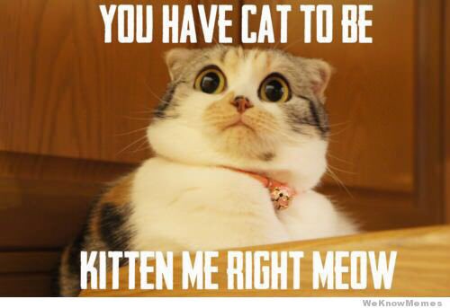 awstn_jglo's tweet photo. ICYMI, rule of #TEDC16... if you're presenting you must include cats, like everywhere. You're welcome. #LitmusLive https://t.co/V3PioCmZwD