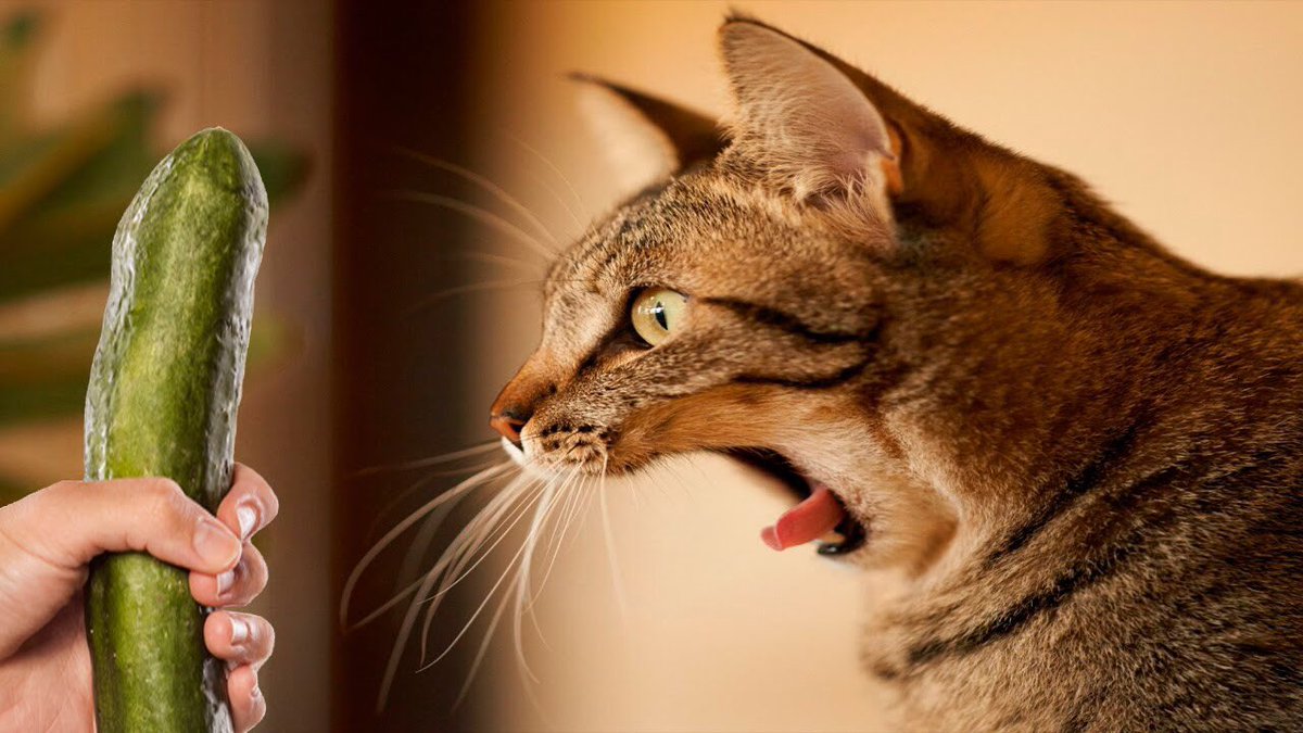 awstn_jglo's tweet photo. ICYMI, rule of #TEDC16... if you're presenting you must include cats, like everywhere. You're welcome. #LitmusLive https://t.co/V3PioCmZwD