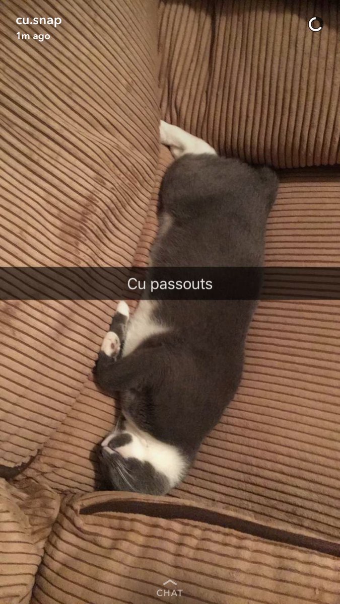 ClemsonPassouts's tweet photo. Cat nappin between beers. 10/10 would out drink you and look adorable doing it. https://t.co/jSY3kUImbp