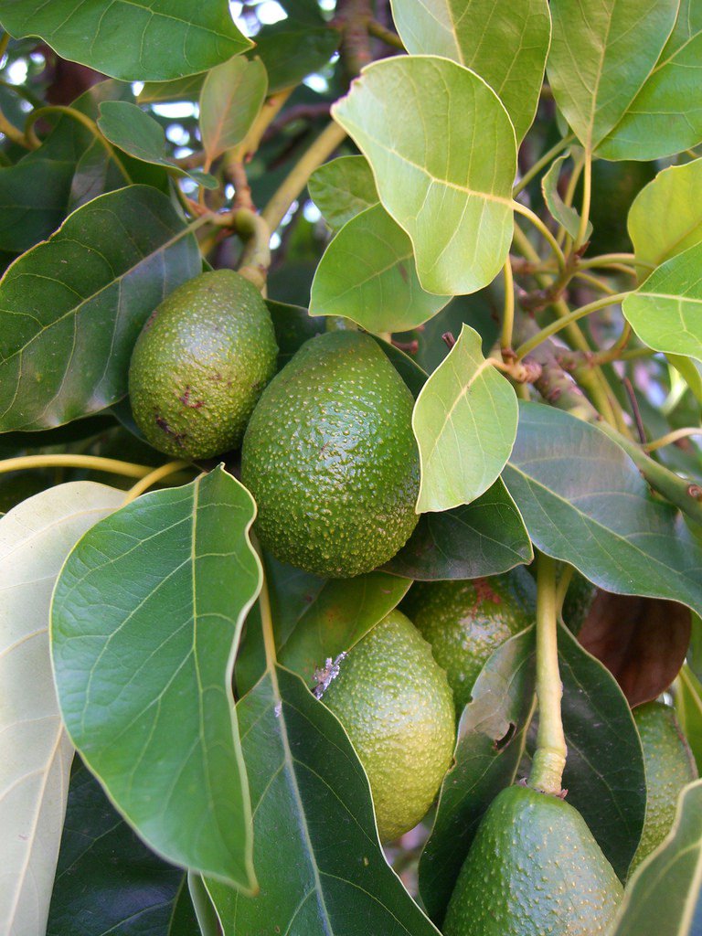 MarinaExpress's tweet photo. Blog post. I had significant health improvement recently. I started to grow two avocado… https://t.co/6a1IWCVoni https://t.co/TUSzHRwe4g