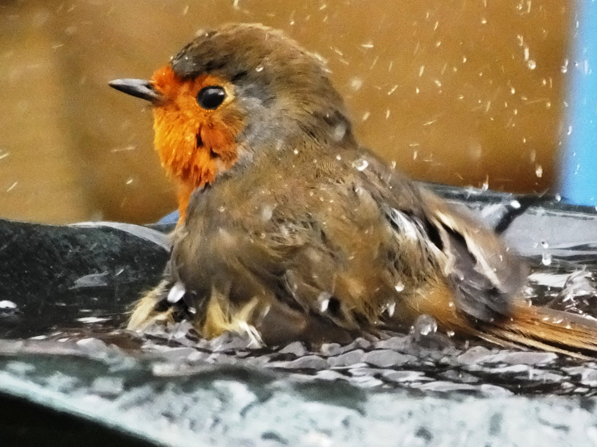 RT <a href="/Thurrock0rob/">rob lay</a>: buitiful robin bathing today <a href="/frame_bill/">Bill Frame</a> <a href="/wild_essex/">wild_essex</a> <a href="/Essexlife/">Essex Life</a> <a href="/robin_sightings/">Robin Sightings</a> @BBCCountryfile