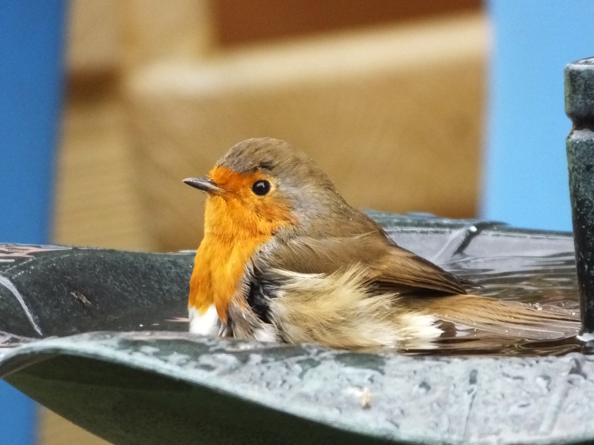 robin_sightings's tweet photo. RT @Thurrock0rob: buitiful robin bathing today @frame_bill @wild_essex @Essexlife @robin_sightings @BBCCountryfile  https://t.co/OmfqrWNvkS
