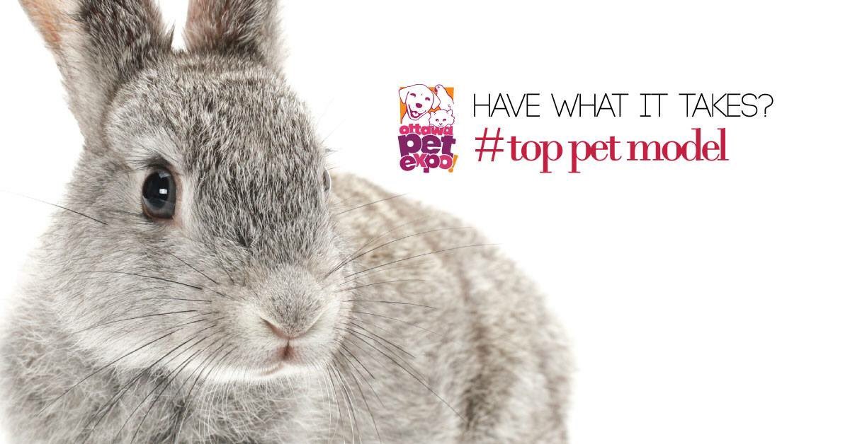 ottawapetexpo's tweet photo. *CASTING CALL* #TopPetModel is BACK! Share your pics with #TopPetModel. ALL ANIMALS WELCOME! https://t.co/jYnQy7b0M3 https://t.co/DBBIYLFm1U
