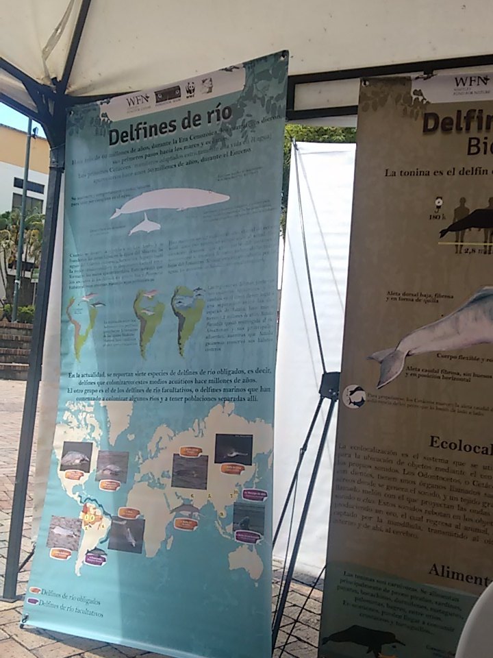 MargaritaMDiazA's tweet image. #YoCuidoElPlaneta participando del Festival de la Biodiversidad en Villavicencio @BinnerCol @FundacionOmacha