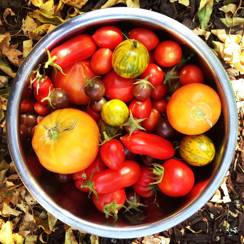 It's heirloom tomato salad time. Favorite recipes? #foodie #urbangarden #harvest