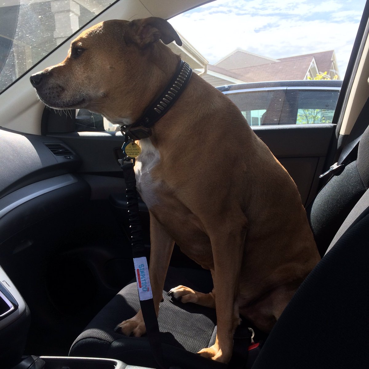 simpeticopets's tweet photo. Our new Dog Seat Belt is just $1.00 this weekend only! Coupons at https://t.co/Qp0FB2cmhd - Act fast and stay safe! https://t.co/gRYmcM9r0L